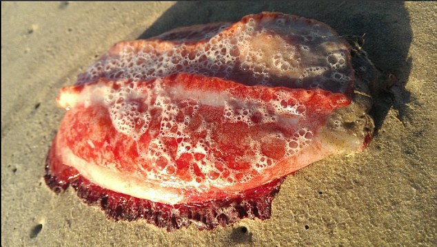 Australia, mistero in spiaggia: una creatura marina sconosciuta